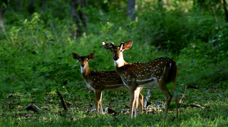 माधव राष्ट्रीय उद्यान - Madhav National Park Gwlaior in Hindi