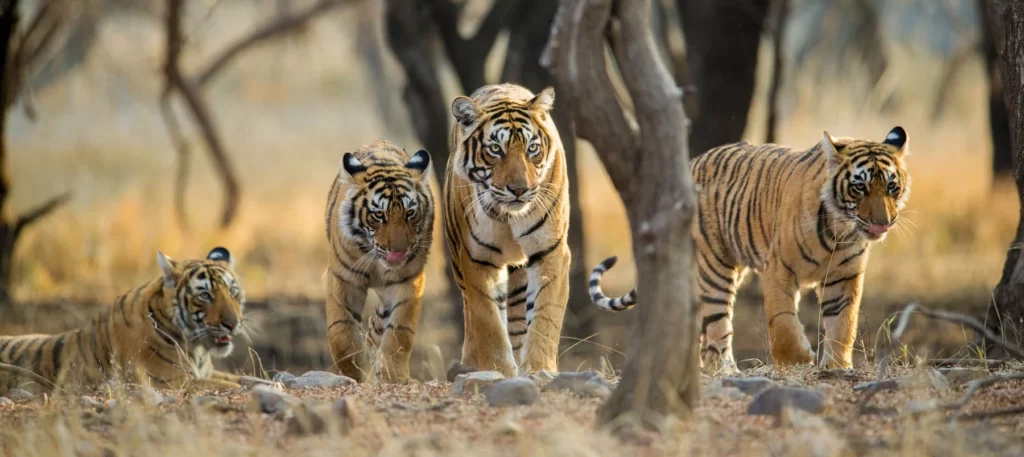 कपल्स के लिए रोड ट्रिप जयपुर से रणथंभौर-Jaipur To Ranthambore Road trips in hindi