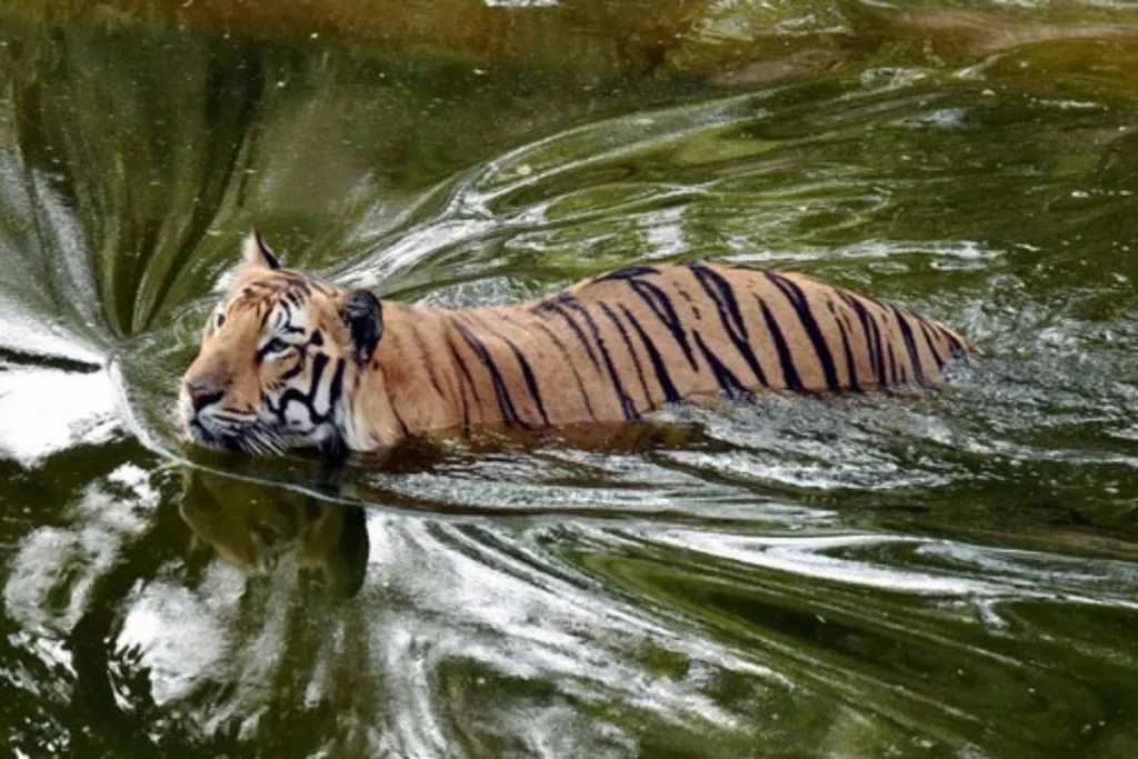 Panna National Park and Tiger Reserve in Hindi