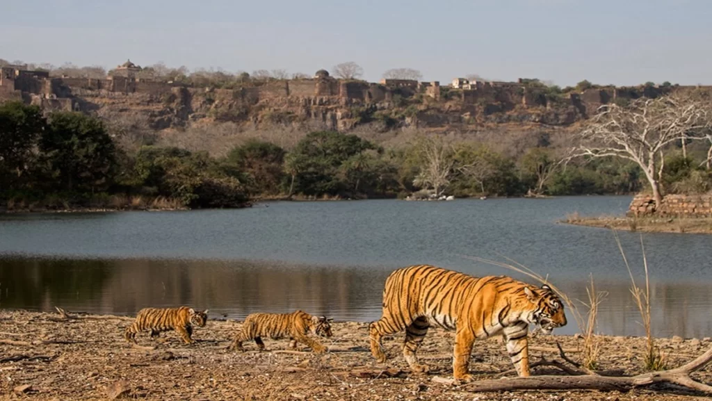 रणथंभौर राष्ट्रीय उद्यान- Ranthambore National Park