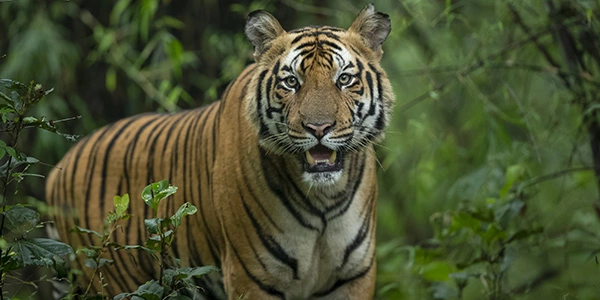 Sanjay-Dubri National Park and Wildlife Sanctuary in Hindi
