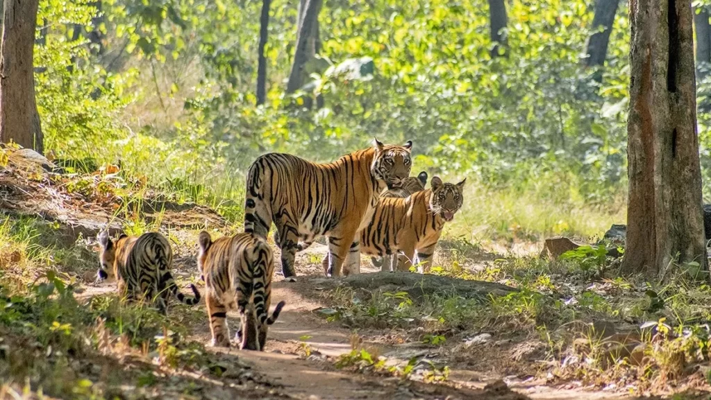 सतपुड़ा राष्ट्रीय उद्यान और जीवमंडल - Satpura National Park and Biosphere in Hindi