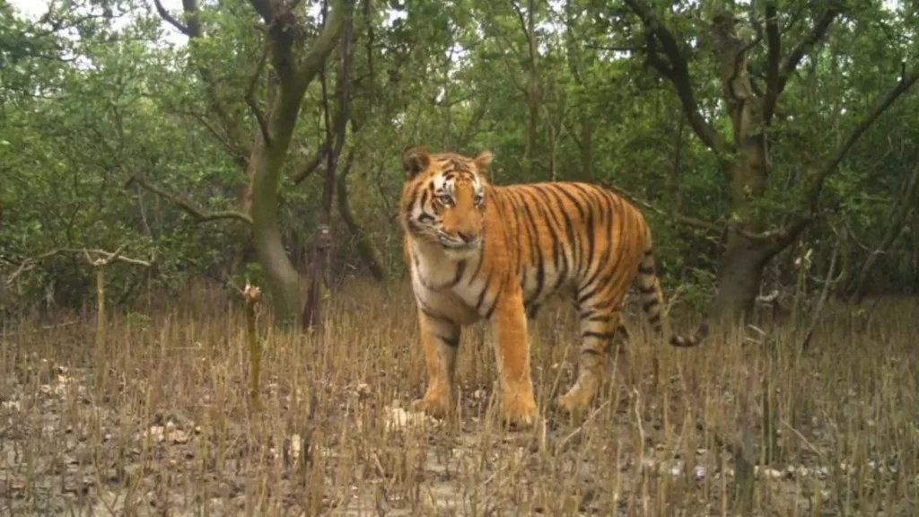 सुंदरबन टाइगर रिजर्व - Sunderbans Tiger Reserve