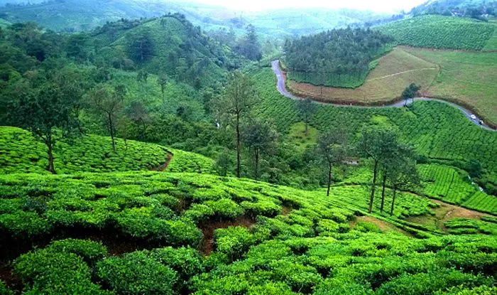 कोच्चि के पास घूमने की जगह वागामोन- Places to visit near kochi Vagamon in Hindi