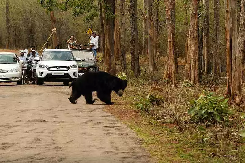 माउंट आबू में घूमने की जगह जेसोर सुस्ती भालू अभयारण्य- Jessore Sloth Bear Sanctuary mount Abu in Hindi