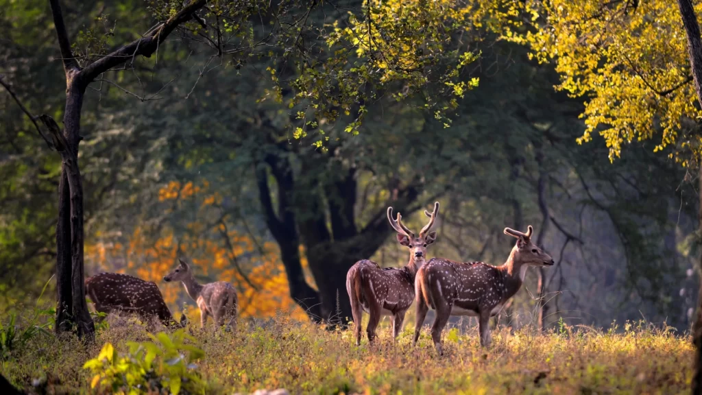 jabalpur tourist places in hindi
