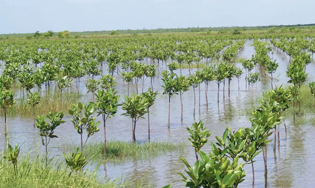 उडुपी के फेमस दर्शनीय स्थल मैंग्रोव वृक्षारोपण- Udupi Ke Famous Darsaniya Sthal Mangrove Plantations in Hindi