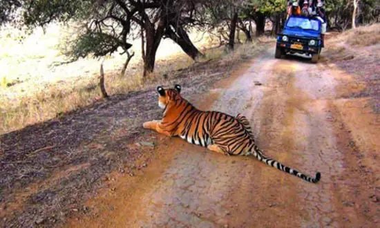 टाइगर पार्क जाएँ - Visit Tiger Park