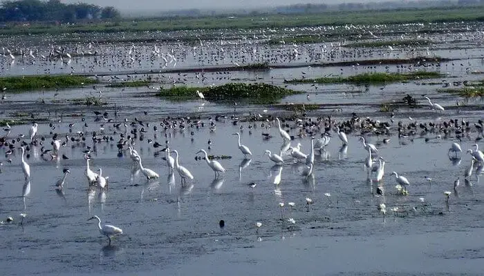 द्वारका के प्रमुख पर्यटन स्थल चरकला पक्षी अभयारण्य