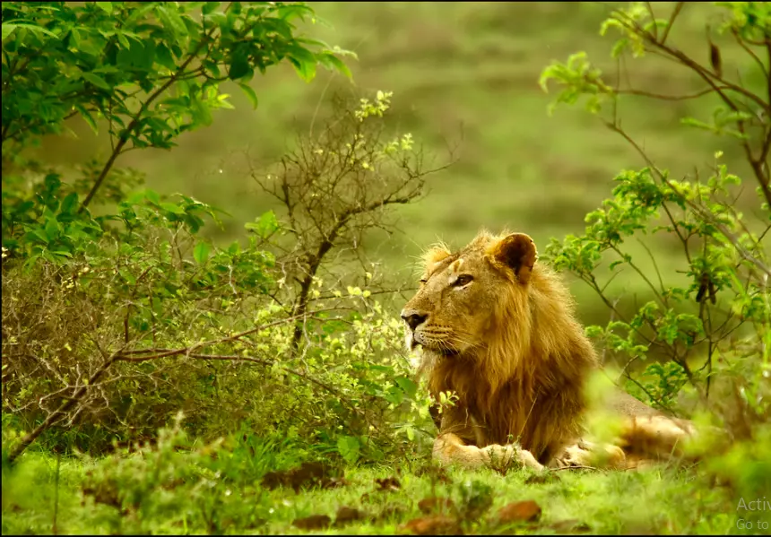 अहमदाबाद के पर्यटन स्थल गिर राष्ट्रीय उद्यान