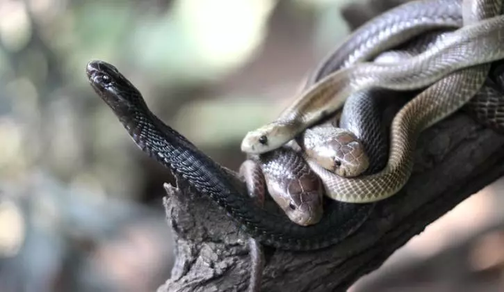काटराज स्नेक पार्क-Katraj Snake Park