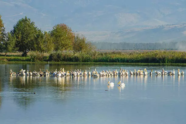 Kanwar Lake Bird Sanctuary, Begusarai