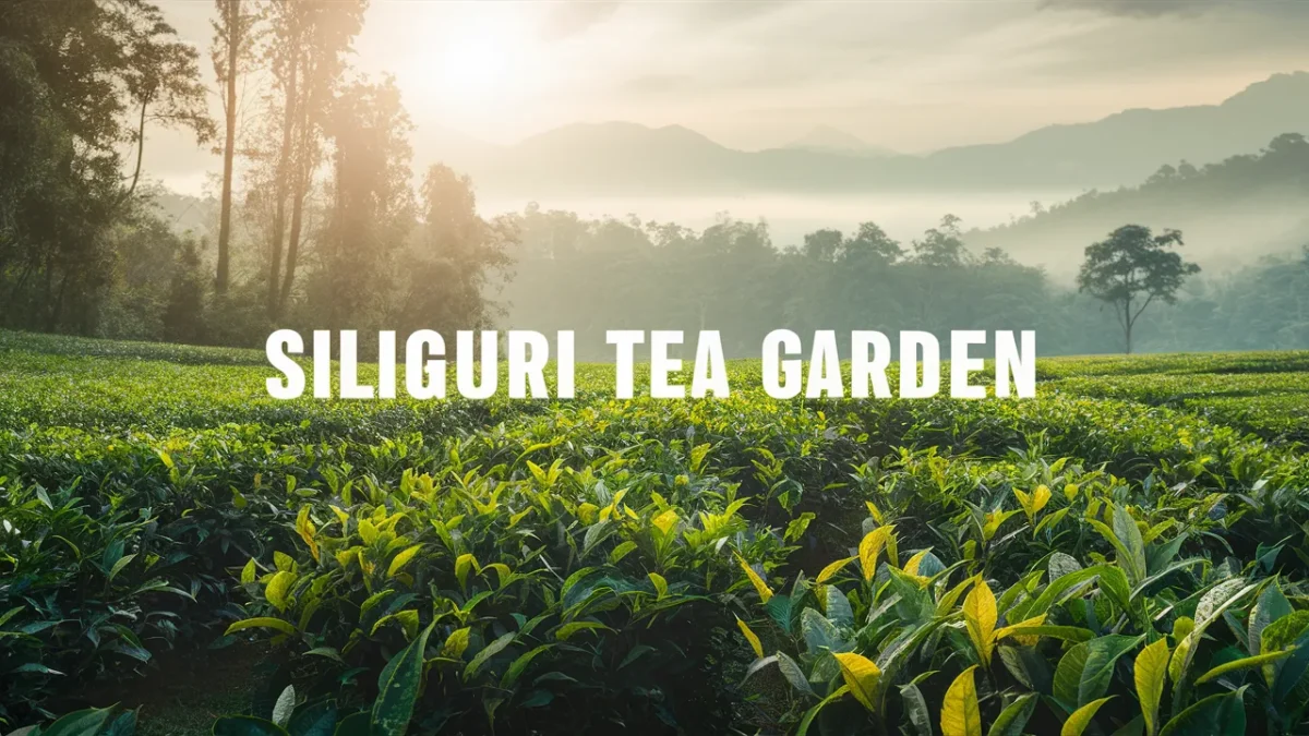 Tourist Places near Siliguri - Siliguri Tea Garden in Hindi