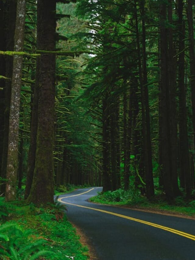 Congaree National Park: Amazing Forest Adventure
