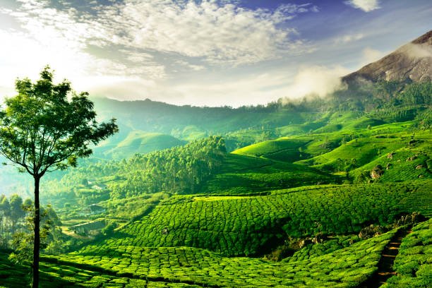 मुन्नार में घुमने की बेहतरीन जगह |Munnar Me Ghumne Ki Jagah in hindi
