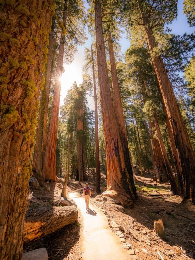 Sequoia National Park: Explore the Land of Giant Trees