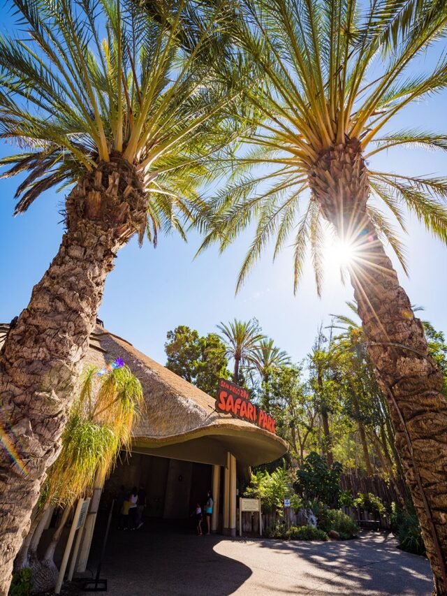 San Diego Zoo Safari Park: A Wild Adventure Awaits