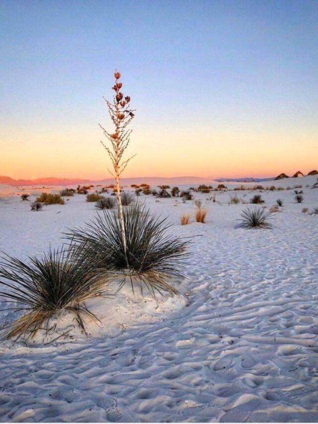 White Sands National Park: America’s Dazzling Desert Wonder